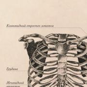 Плакат информационный "Строение грудной клетки " A2 (420x594 мм), ламинированный