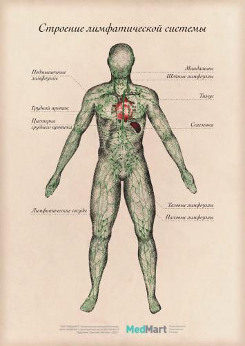 Плакат "Строение лимфатической системы" A2 (420x594 мм), ламинированный
