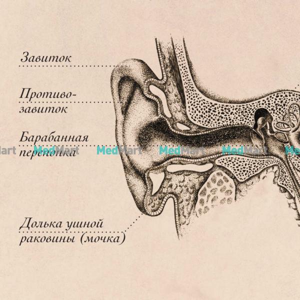 Ухо горло нос схема