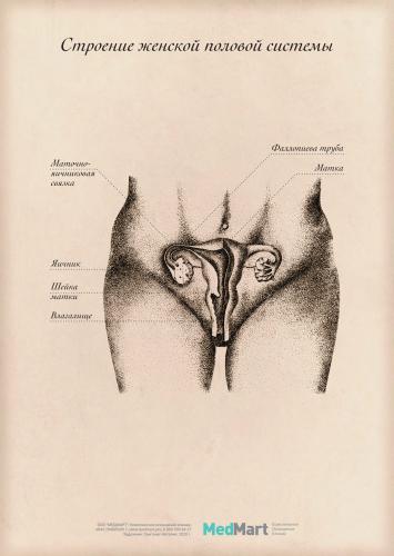 Плакат "Строение женской половой системы" A2 (420x594 мм), ламинированный