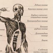 Плакат информационный "Строение мышц" A2 (420x594 мм), ламинированный