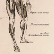 Плакат информационный "Строение мышц" A2 (420x594 мм), ламинированный