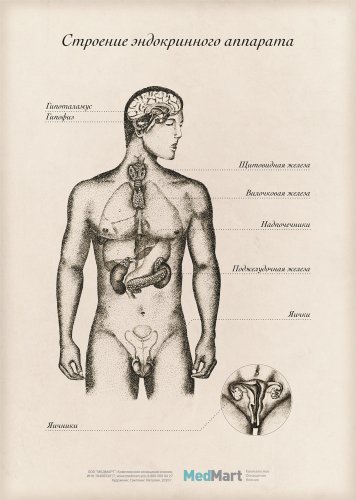 Плакат информационный "Строение эндокринного аппарата" A2, ламинир.