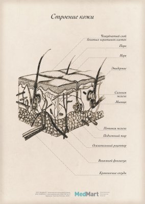 Строение кожи лица плакаты