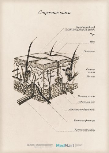 Плакат информационный "Строение кожи" A2, ламинированный