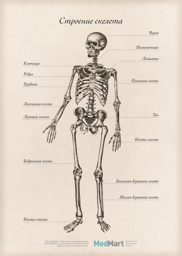 Плакат информационный "Строение скелета " A2, ламинированный