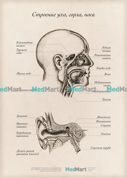 Ухо горло нос схема